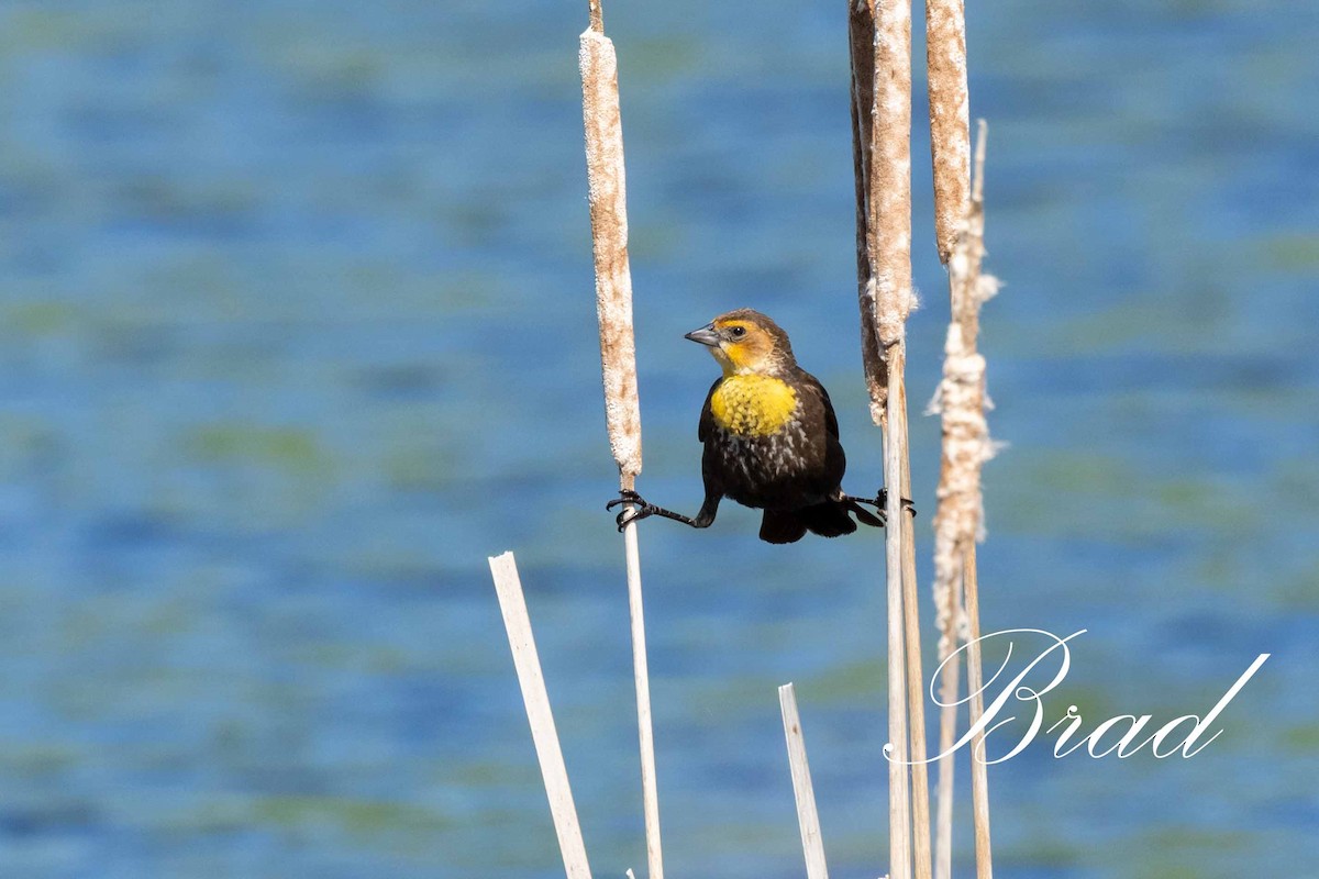 Brillenstärling - ML214252921