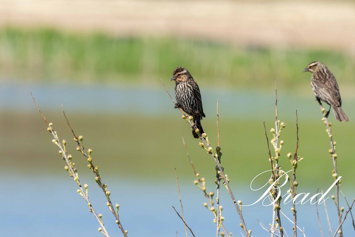 Red-winged Blackbird - ML214252981