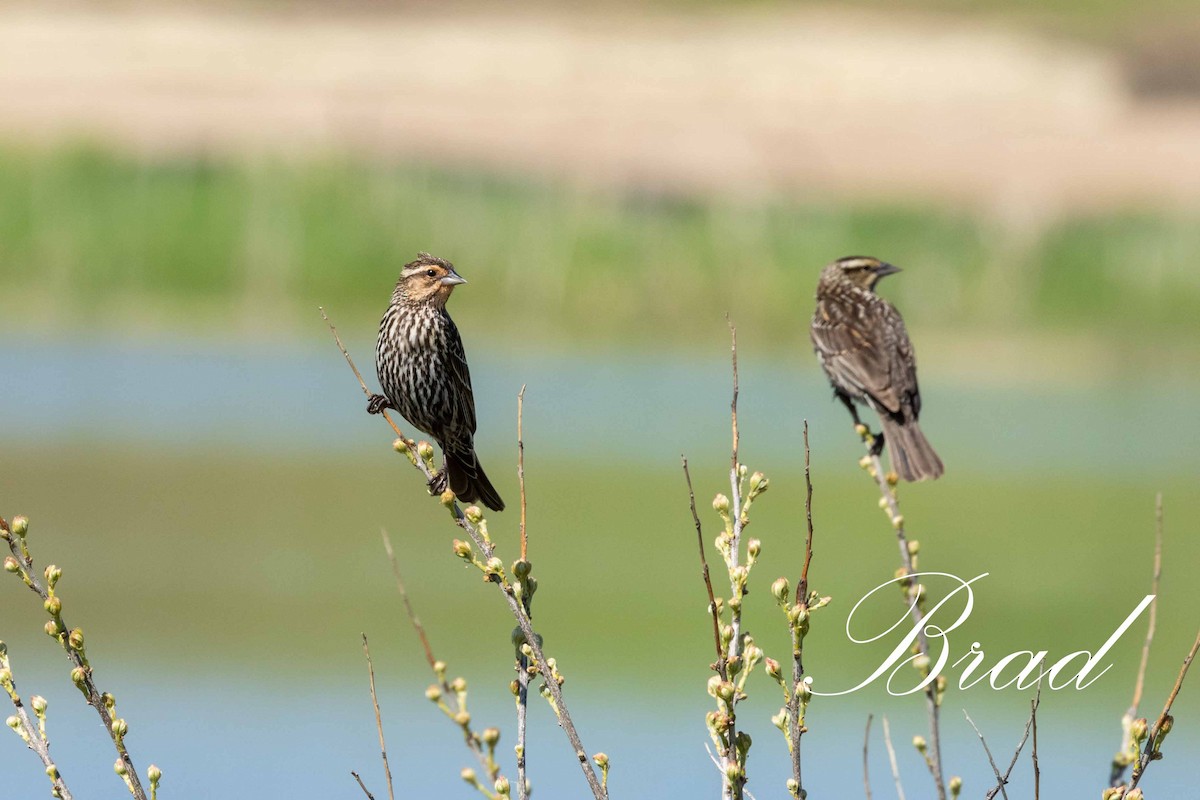 Red-winged Blackbird - ML214252991