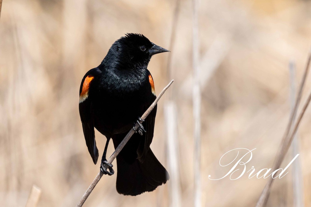 Red-winged Blackbird - ML214253201
