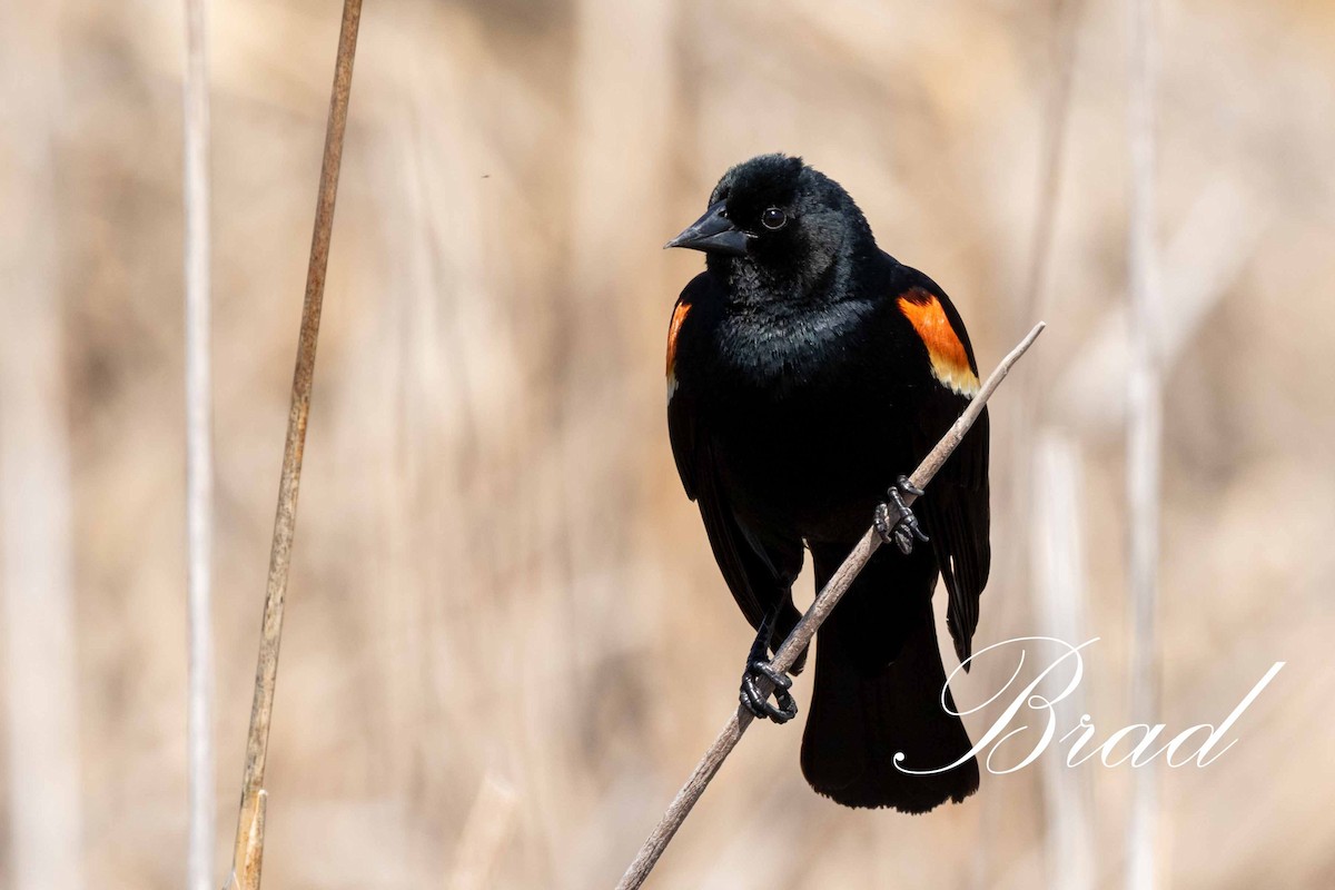 Red-winged Blackbird - ML214253211
