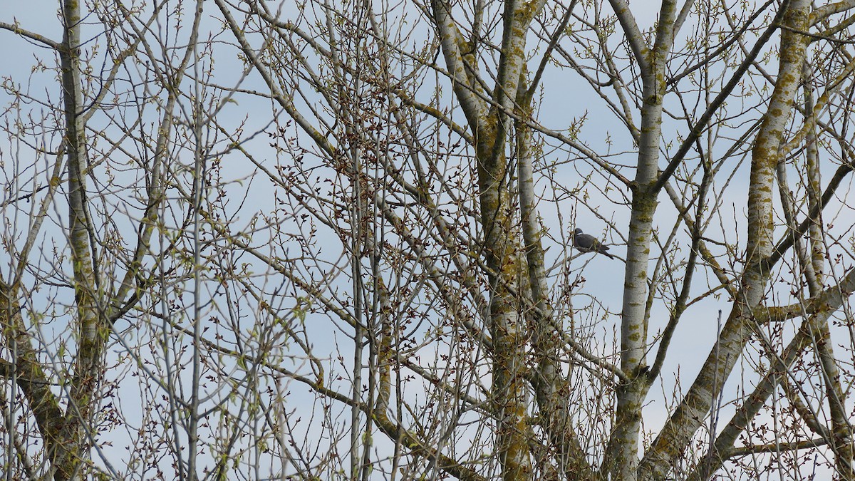 Common Wood-Pigeon (White-necked) - ML214254011