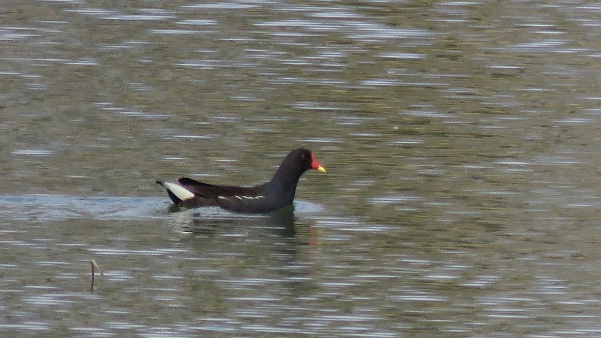 Eurasian Moorhen - ML214254161