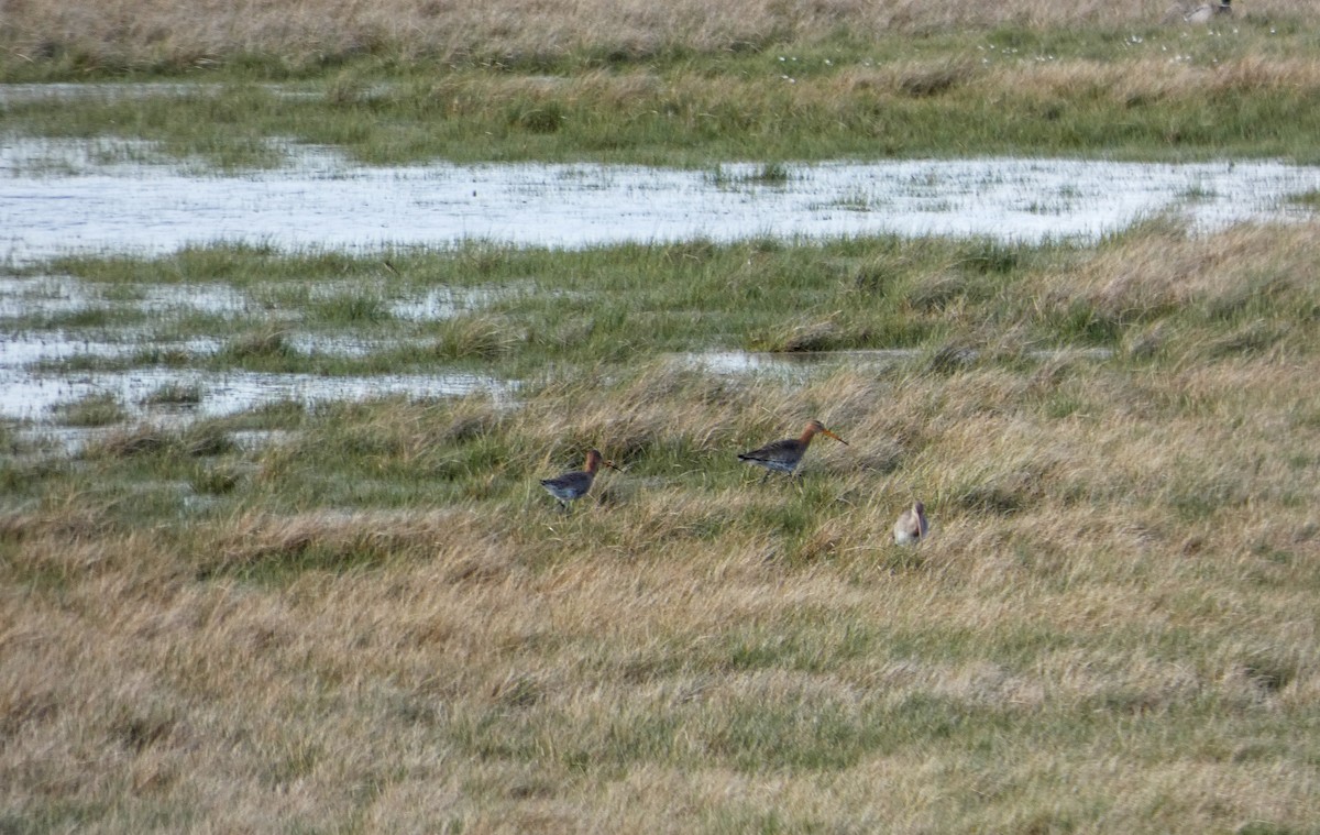 Black-tailed Godwit - ML214255541