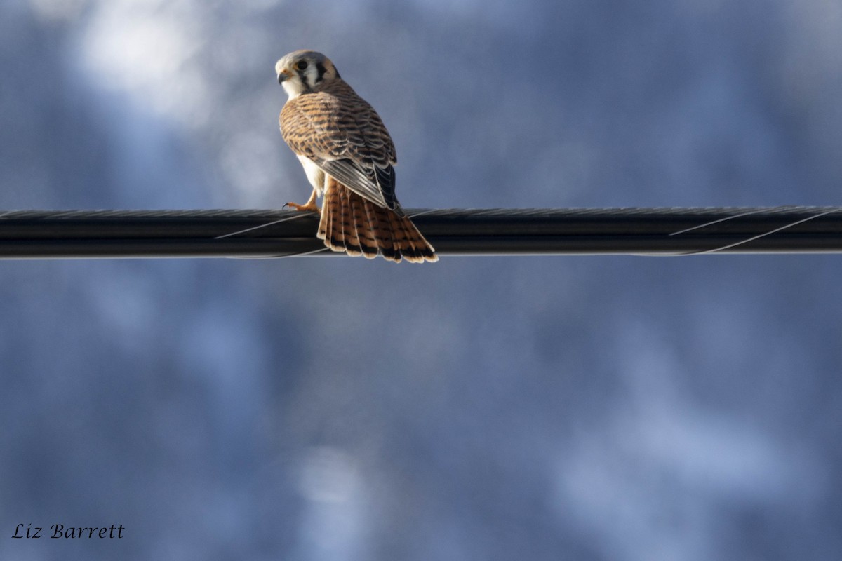 American Kestrel - ML214257471