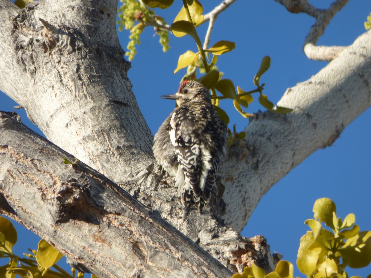 Yellow-bellied Sapsucker - ML214258171