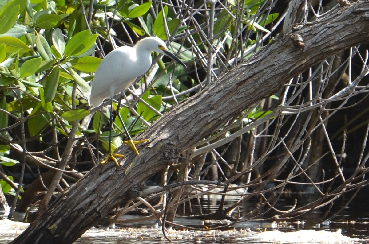 Snowy Egret - ML21425881