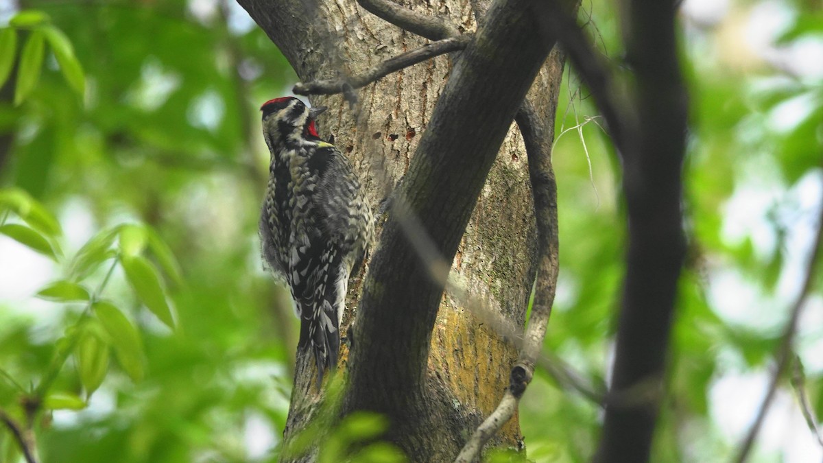 Yellow-bellied Sapsucker - Barry Day