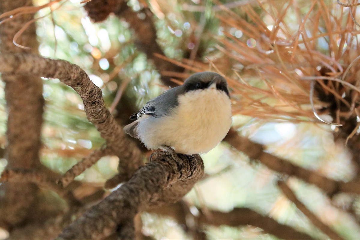 Pygmy Nuthatch - ML214259031
