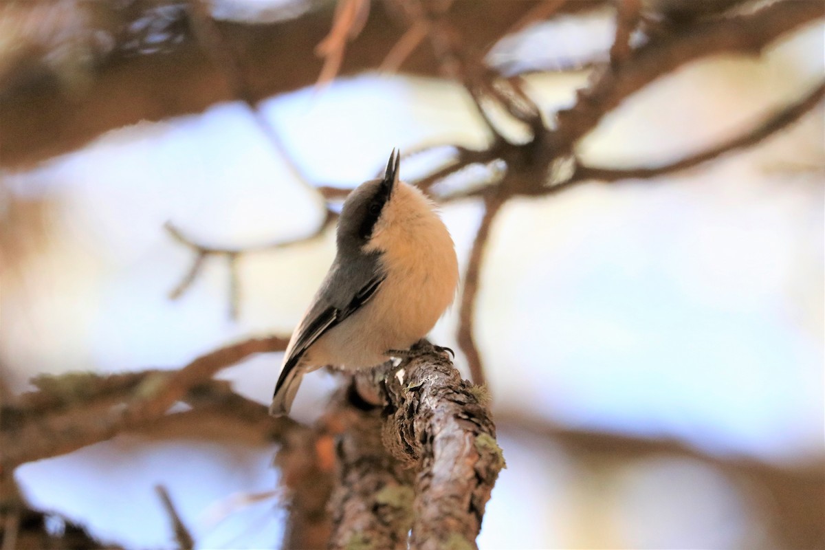 Pygmy Nuthatch - ML214259191