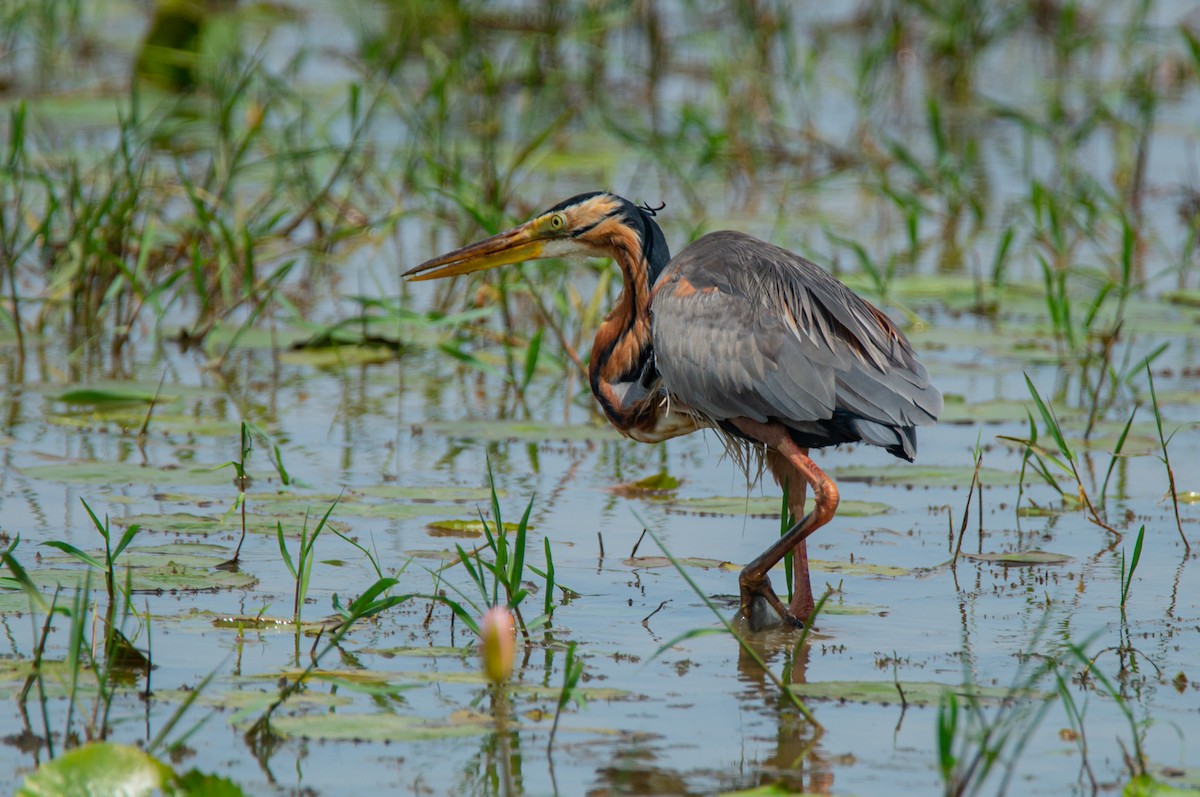 Purple Heron - Dmytro & Elena Moraru