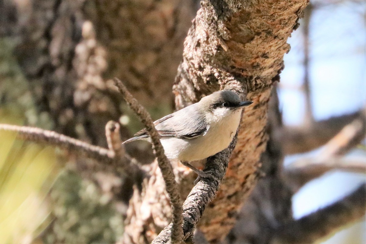 Pygmy Nuthatch - ML214259511