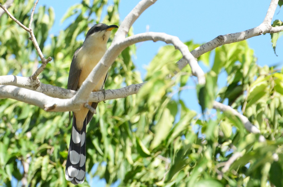 Mangrove Cuckoo - ML21425961