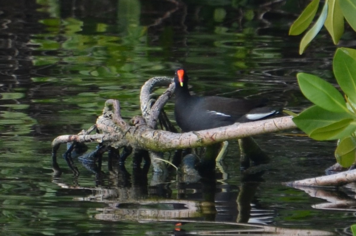 Common Gallinule - ML21425991