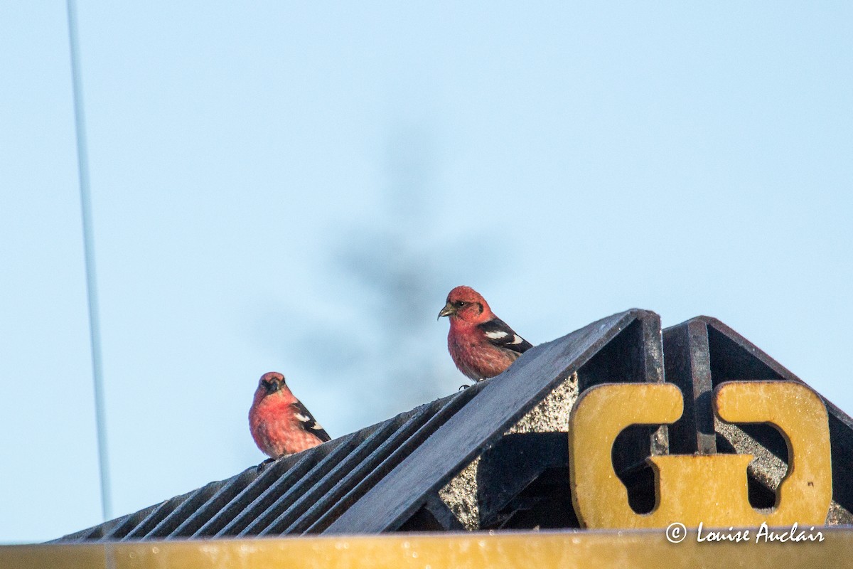 White-winged Crossbill - Louise Auclair