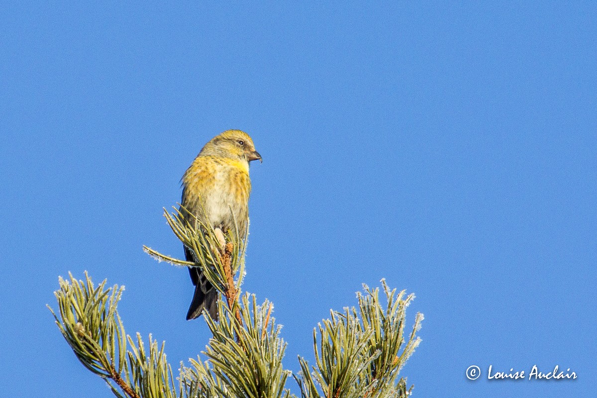 White-winged Crossbill - ML214260441