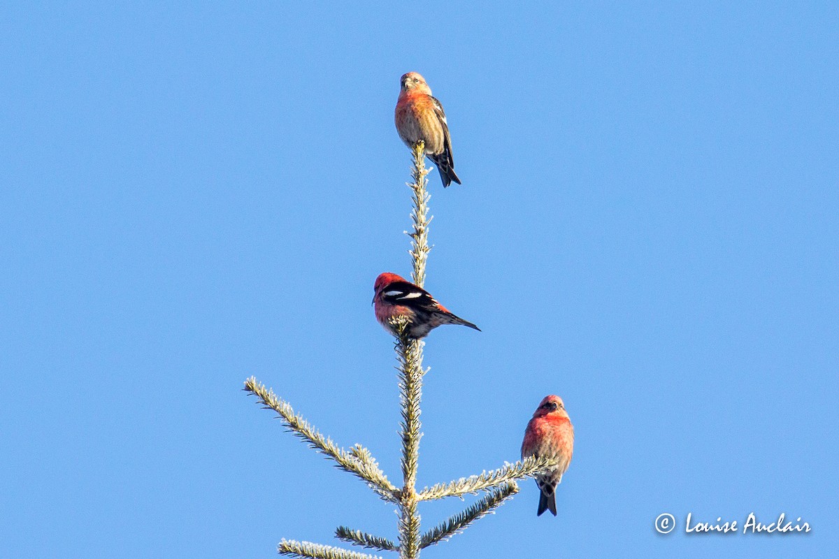 White-winged Crossbill - ML214260451