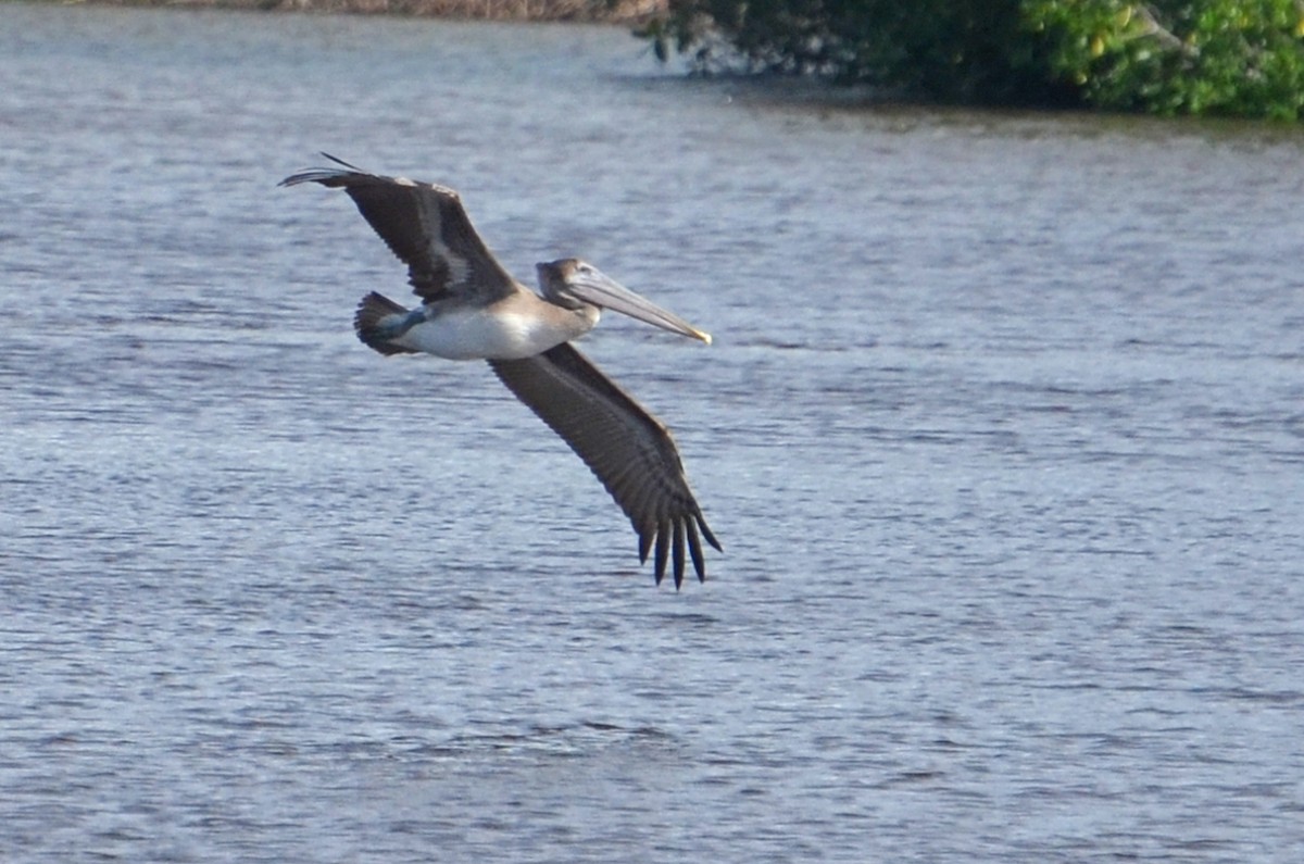 Brown Pelican - ML21426051