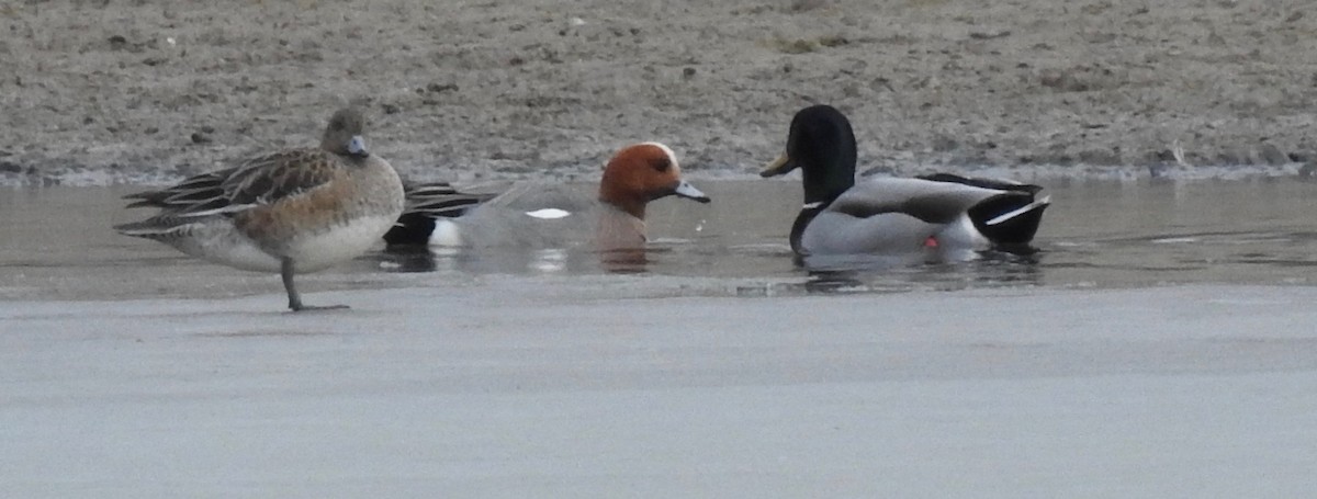 Eurasian Wigeon - ML214260661