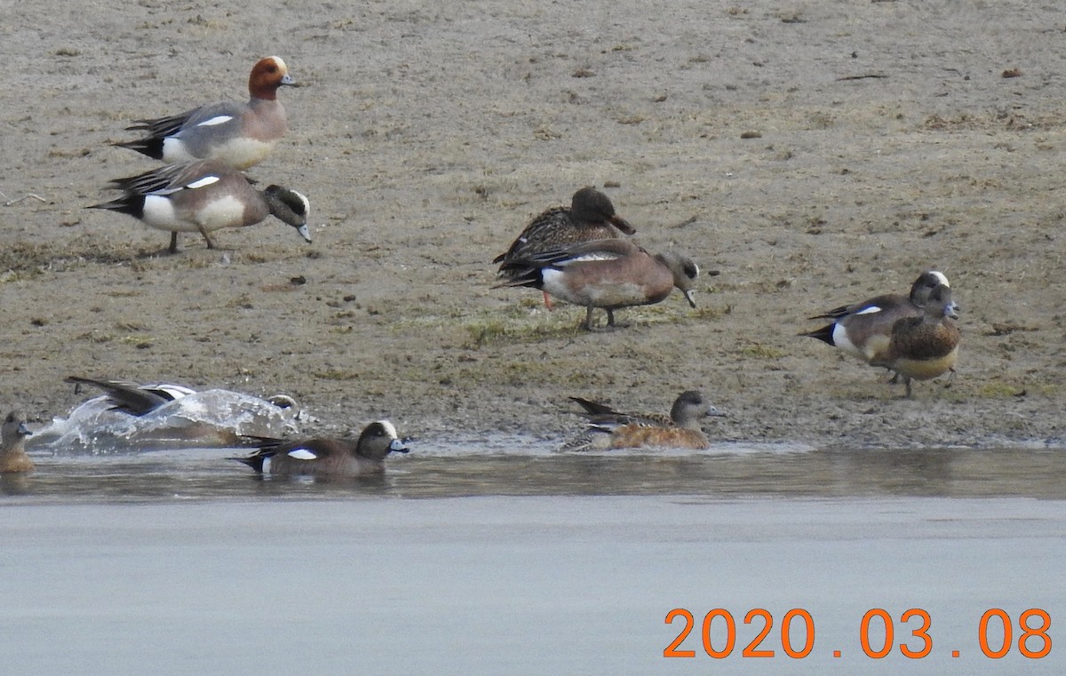 Eurasian Wigeon - ML214260671