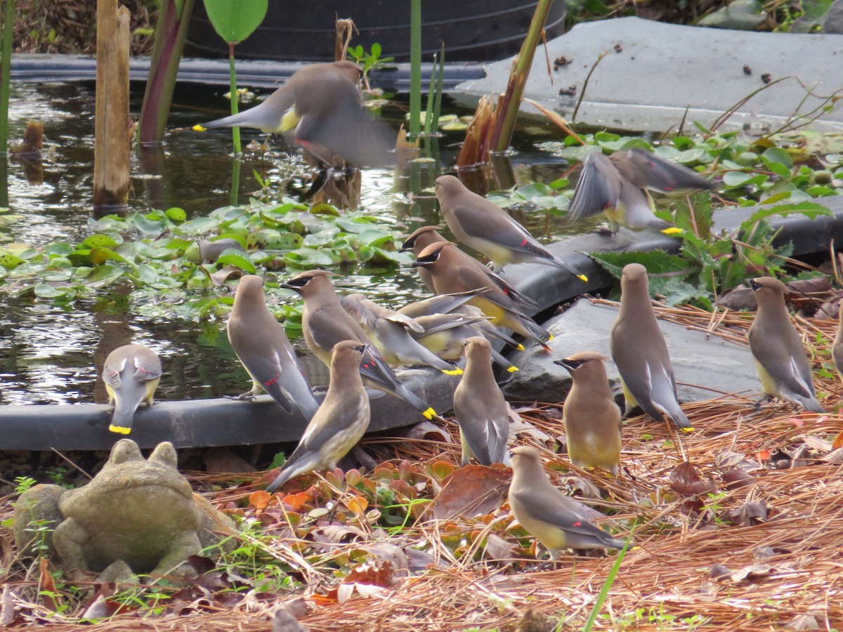 Cedar Waxwing - ML21426081