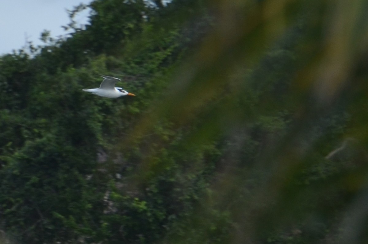 Royal Tern - ML21426091