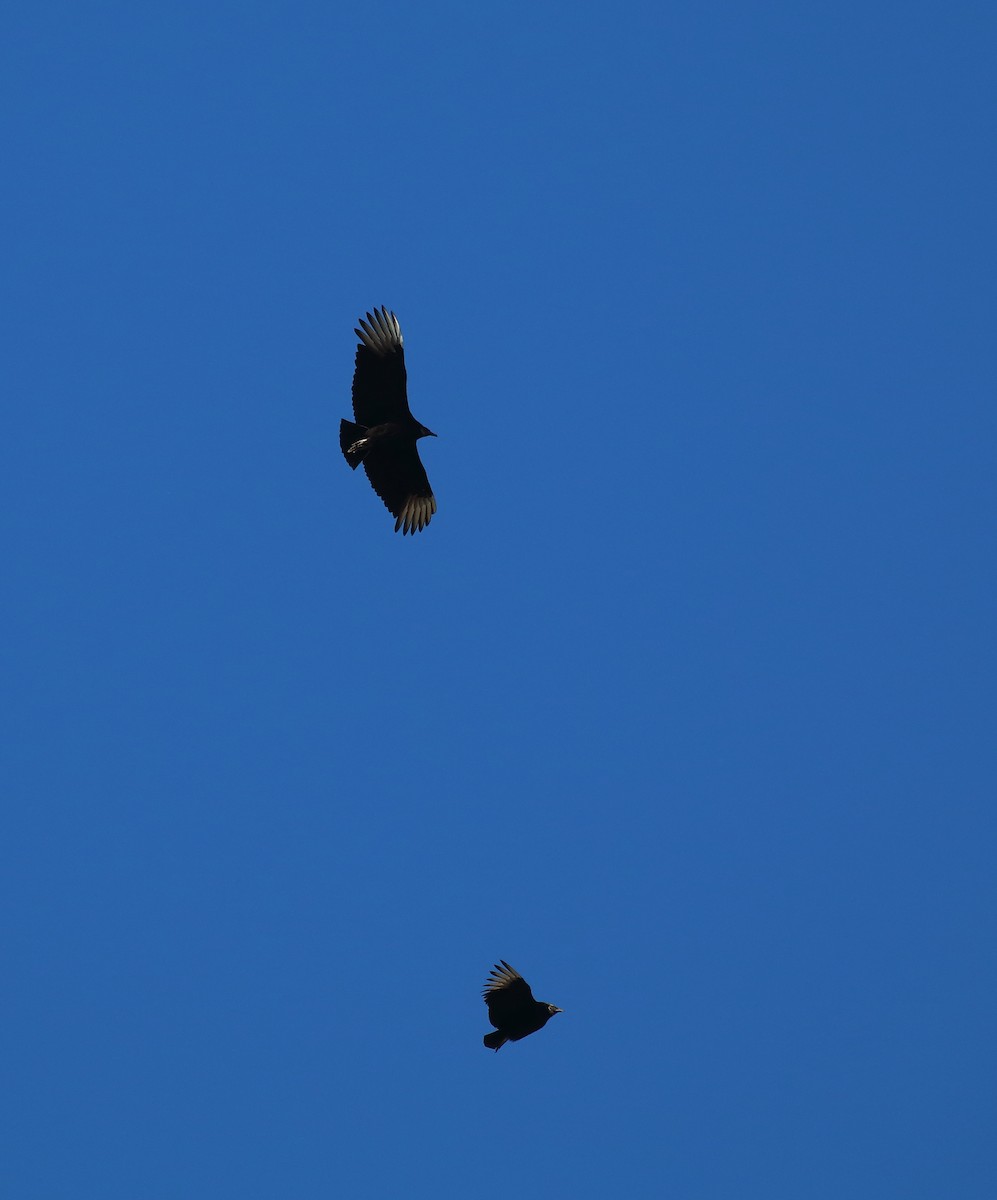 kondor havranovitý - ML214261051