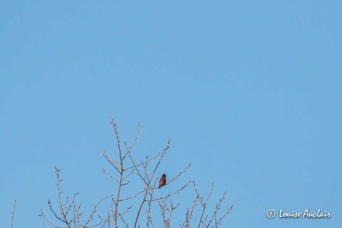 Purple Finch - ML214261361