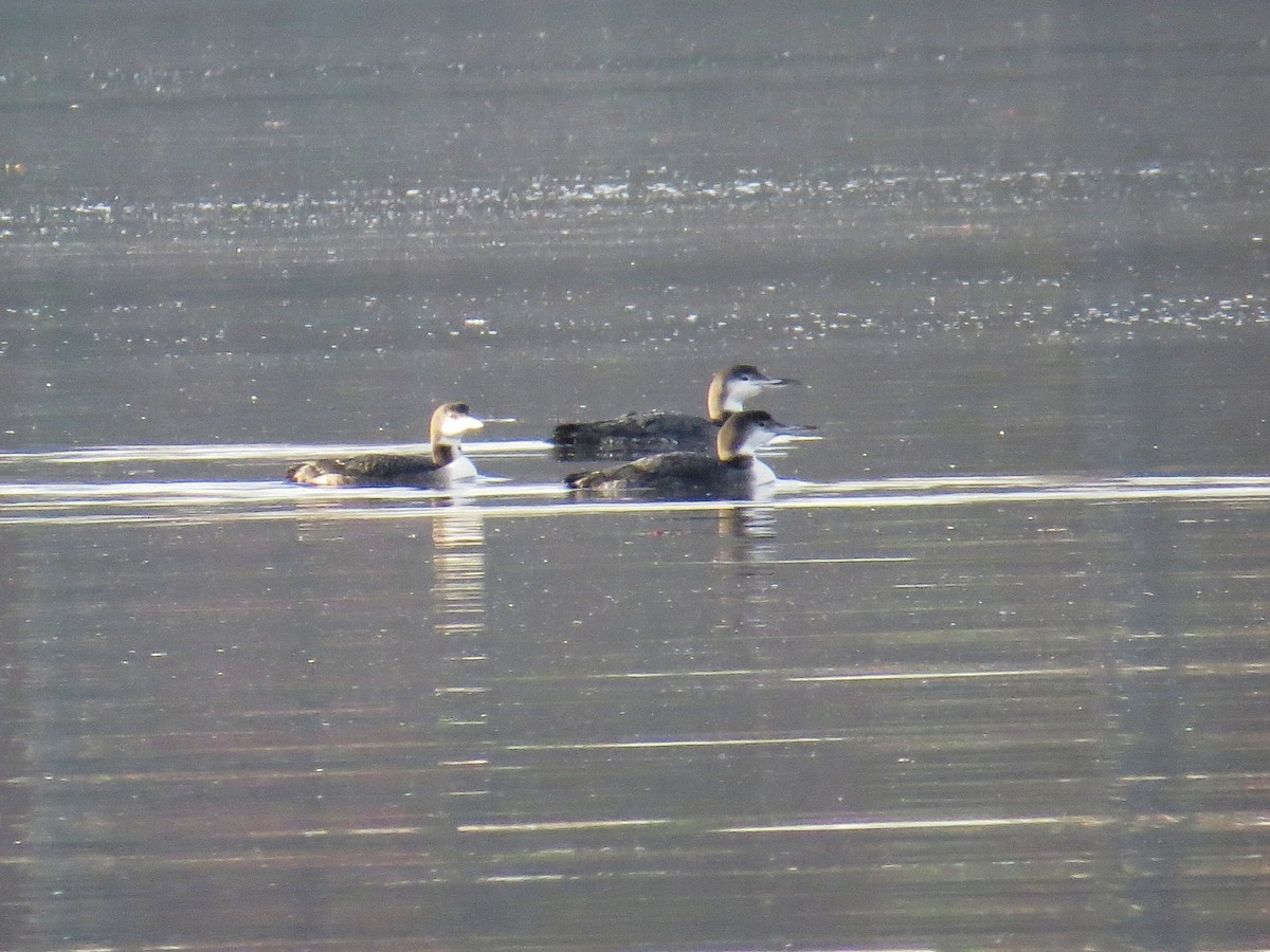 Common Loon - ML21426161