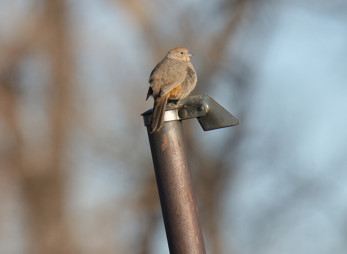 Canyon Towhee - ML214261881