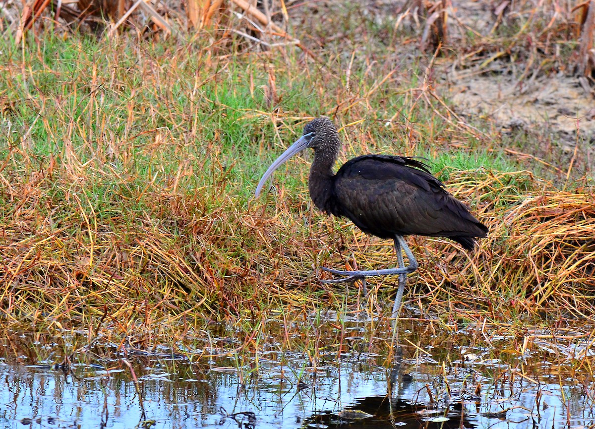 ibis hnědý - ML214262261