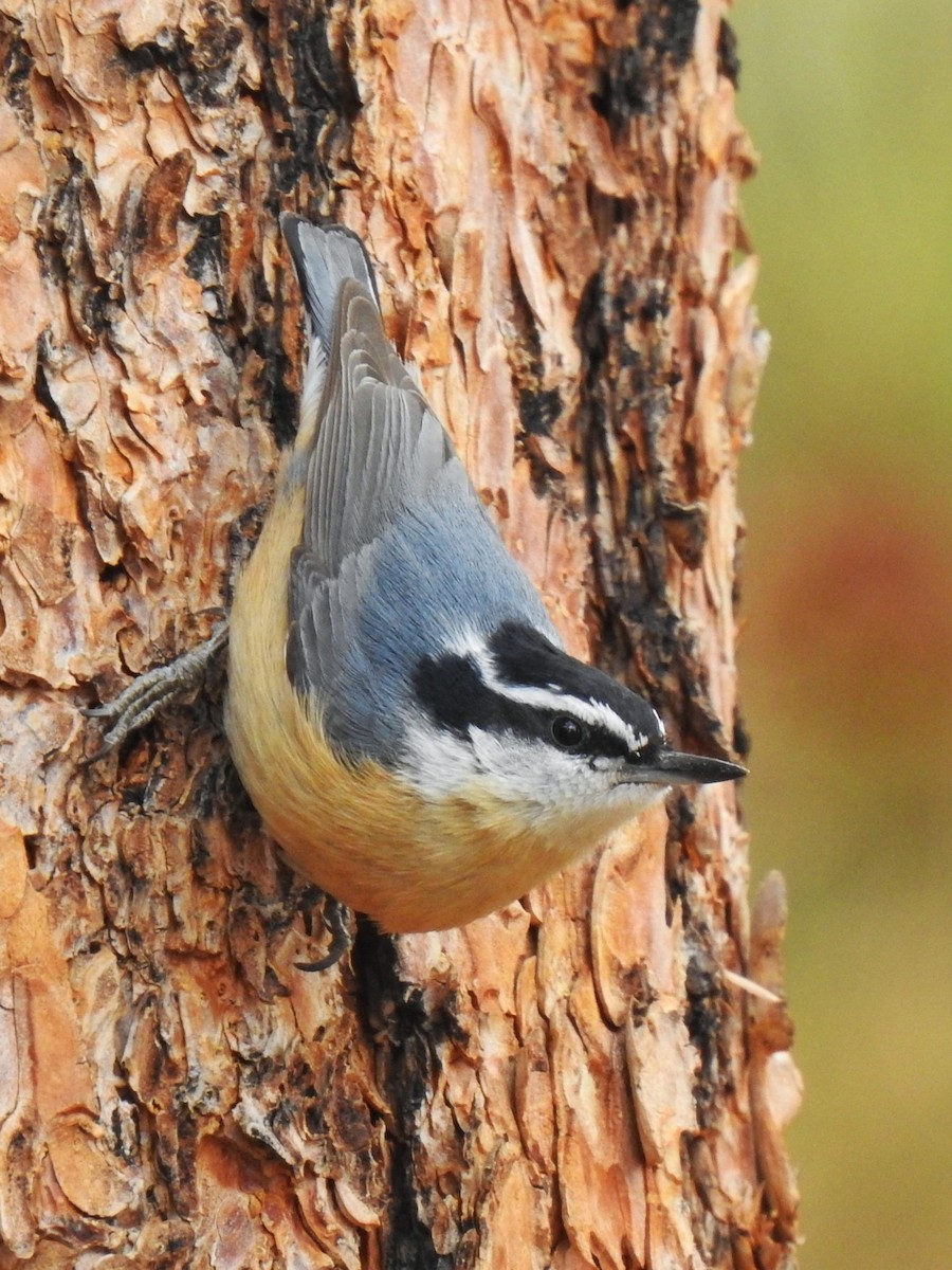 Red-breasted Nuthatch - ML214262701