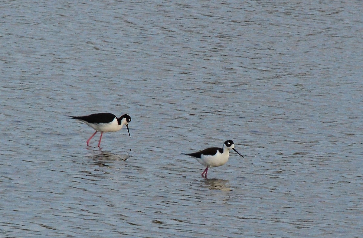 Black-necked Stilt - James Glasson