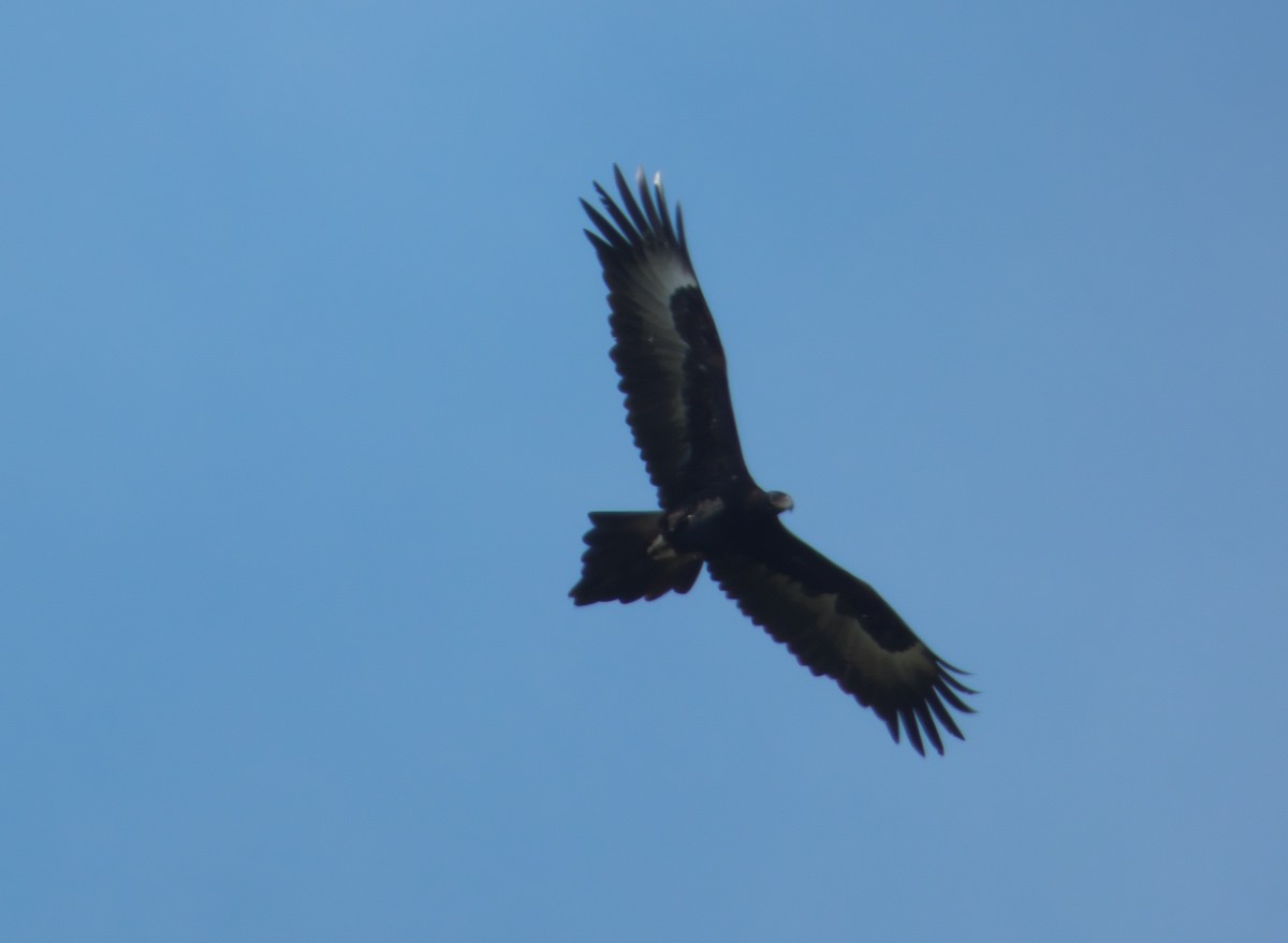 Wedge-tailed Eagle - ML214263621