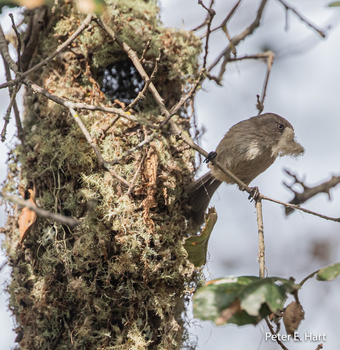 Bushtit - Peter Hart