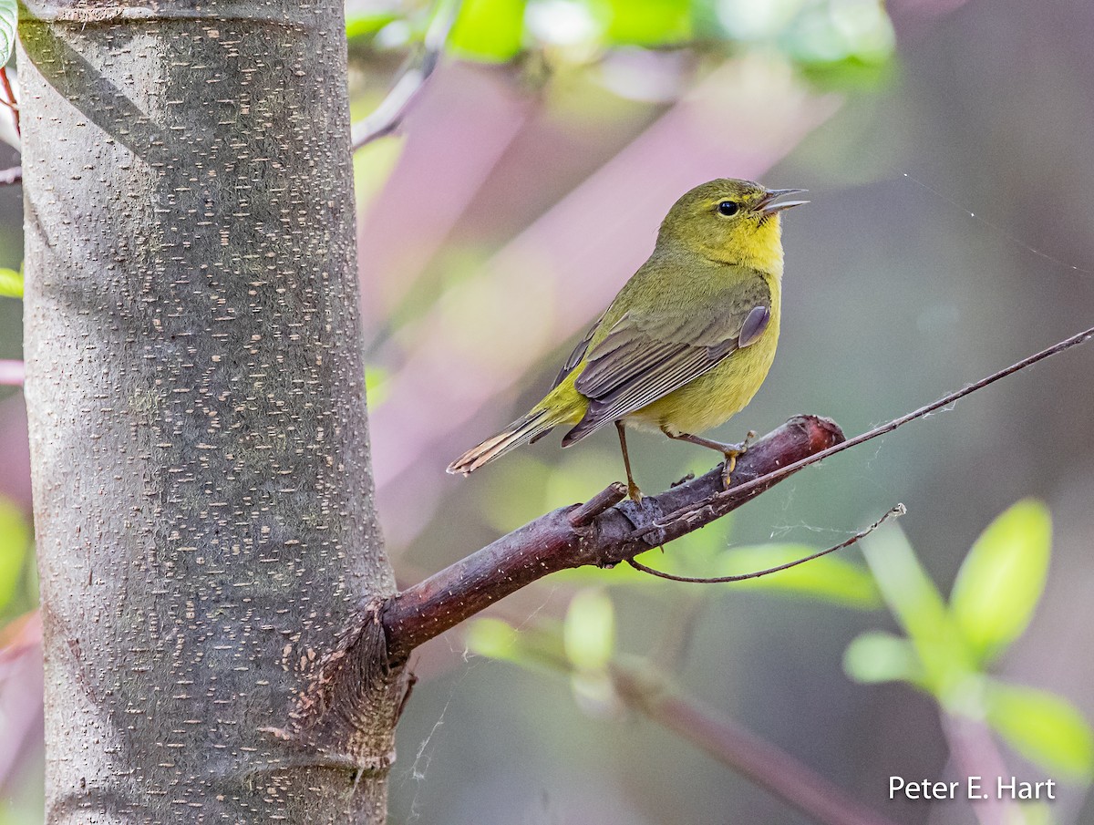 Orange-crowned Warbler - ML214265461