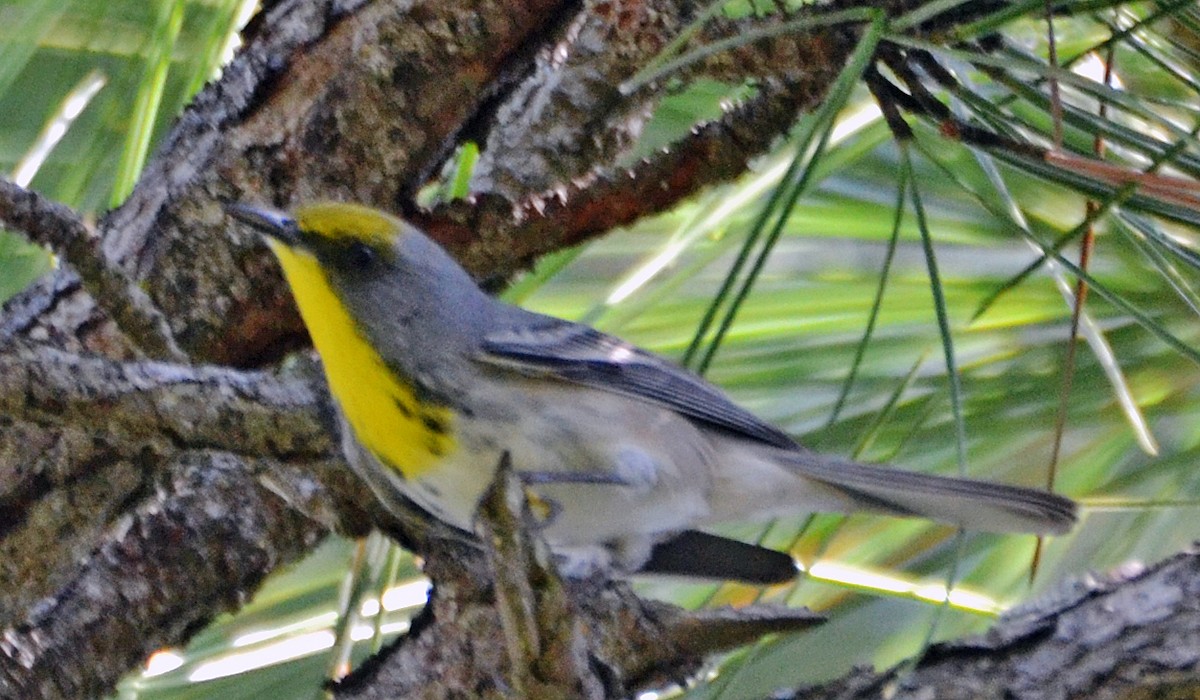 Olive-capped Warbler - ML21426671