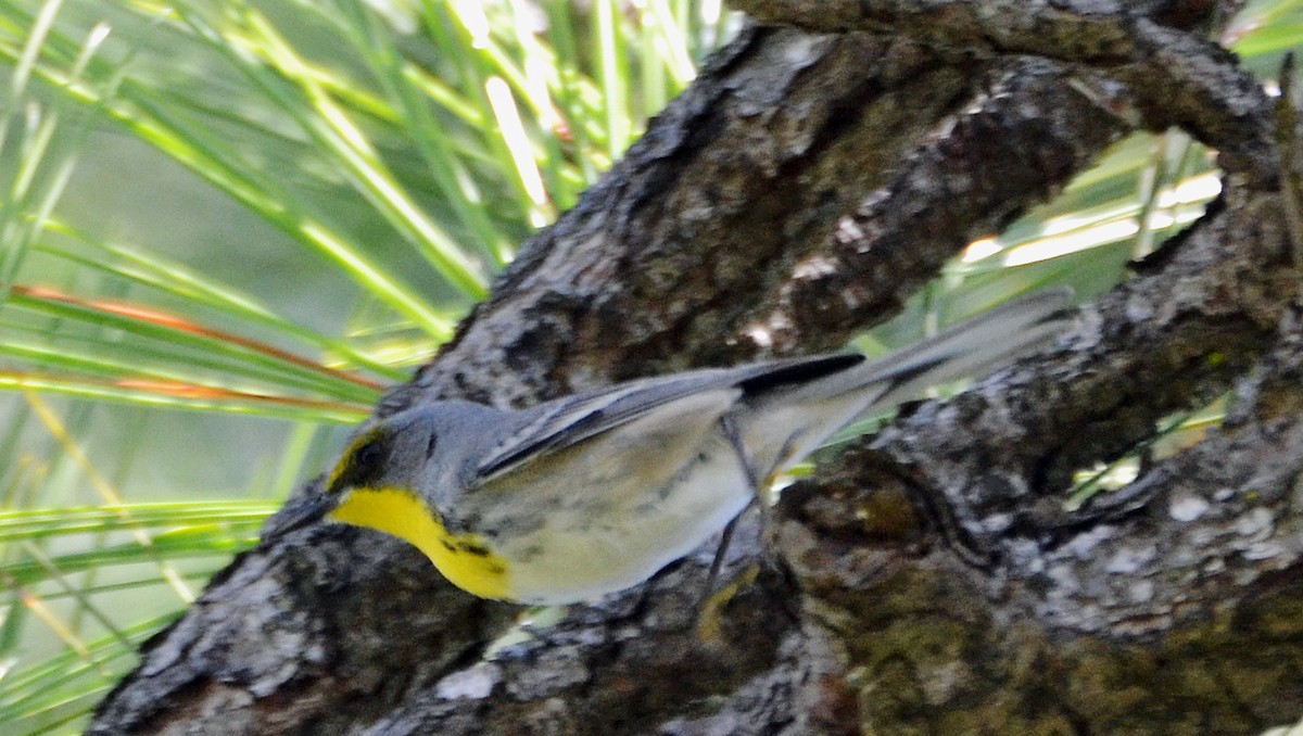 Olive-capped Warbler - ML21426681