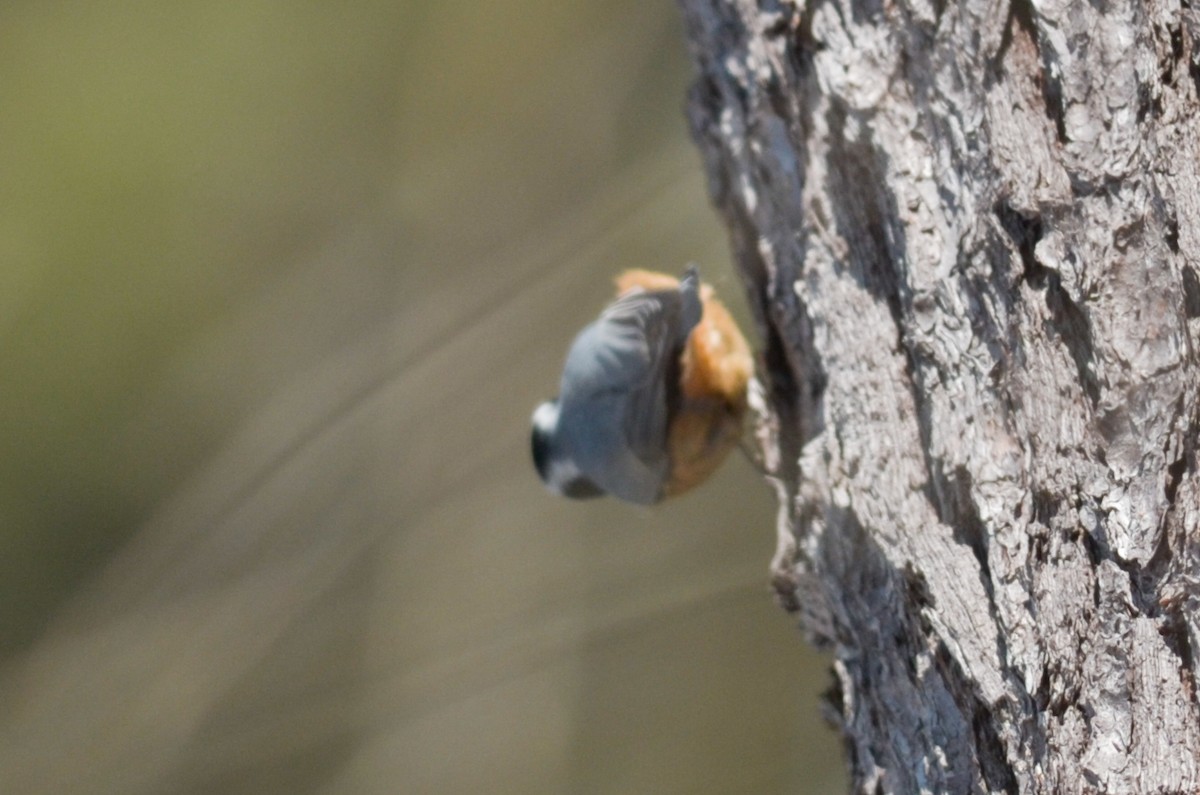 Повзик канадський - ML214267051