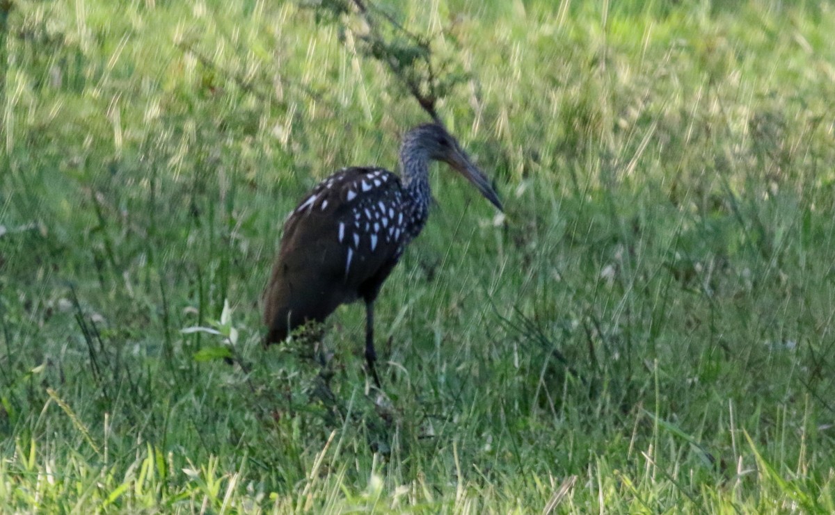 Limpkin - ML214267601