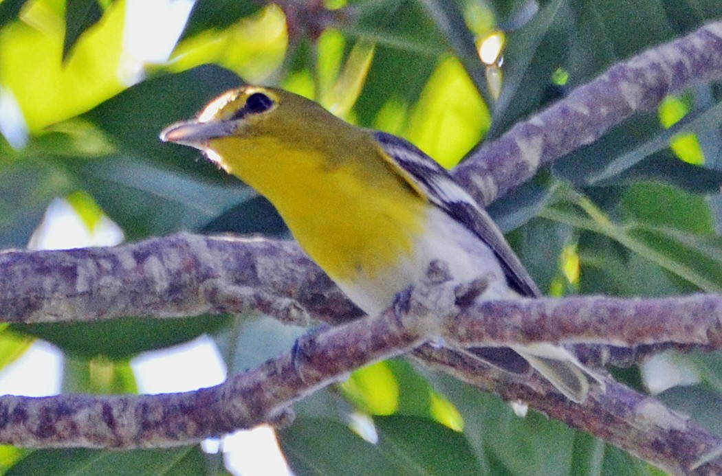 Yellow-throated Vireo - ML21426761