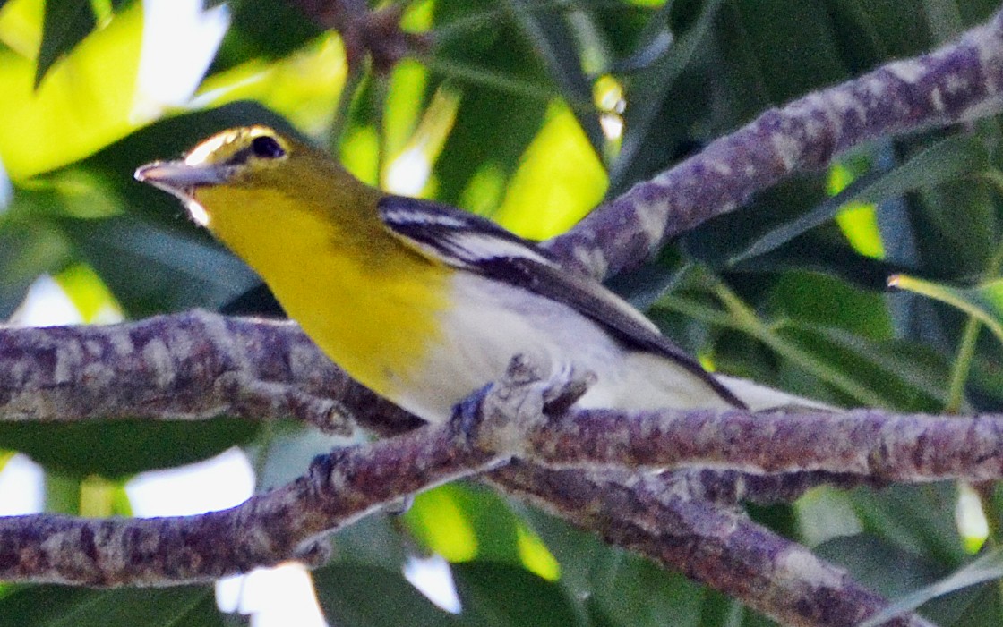 Yellow-throated Vireo - Michael J Good