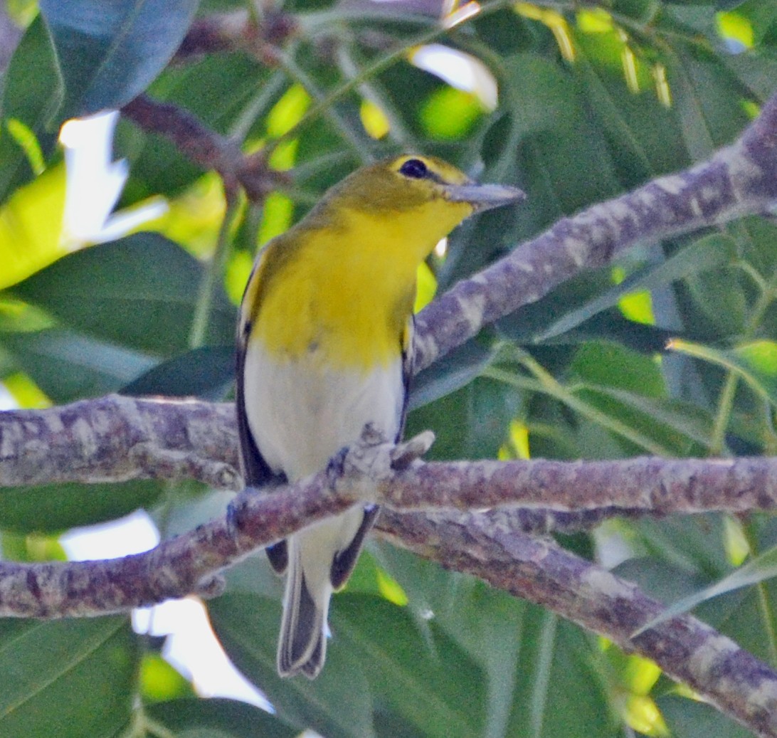 Yellow-throated Vireo - ML21426781