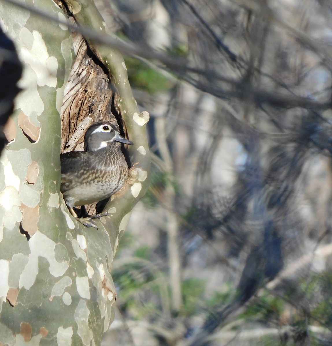 Wood Duck - Adele Clagett