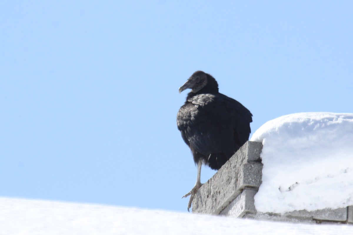 Black Vulture - ML214269321