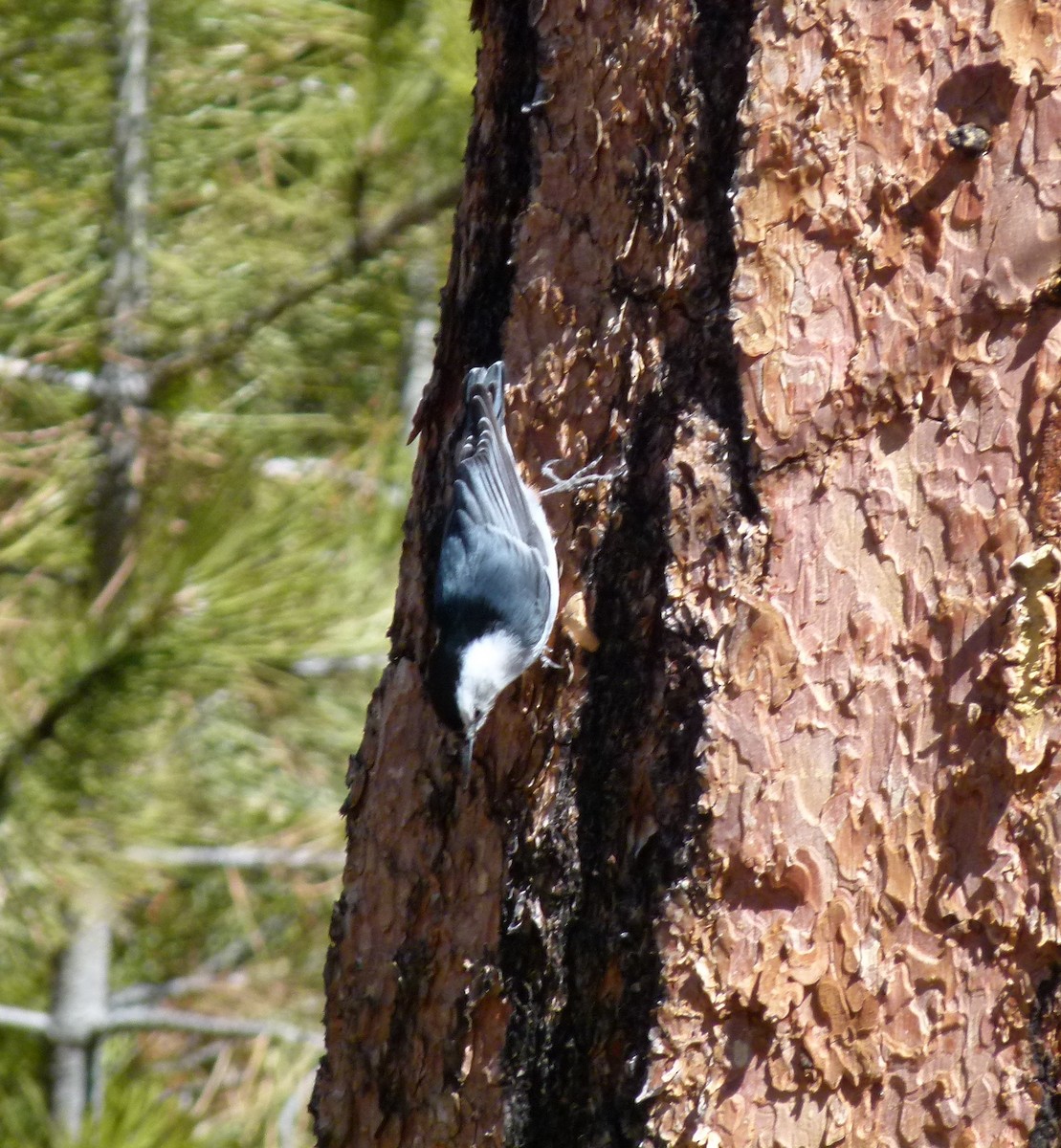 White-breasted Nuthatch - ML214272271