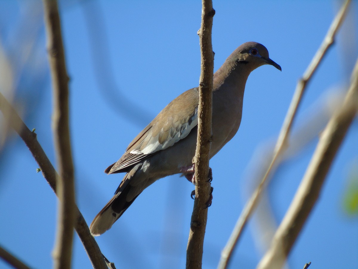 White-winged Dove - ML214272601