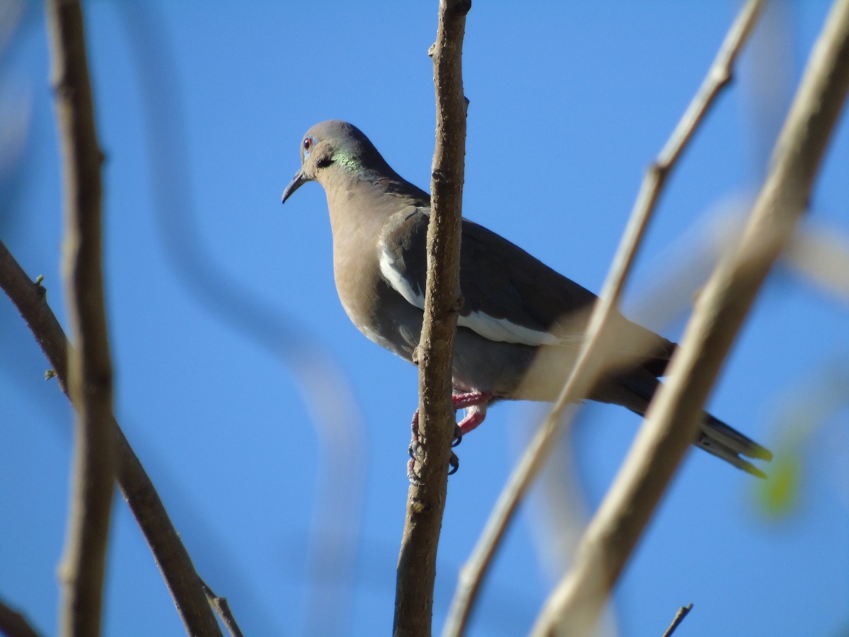 White-winged Dove - ML214272621