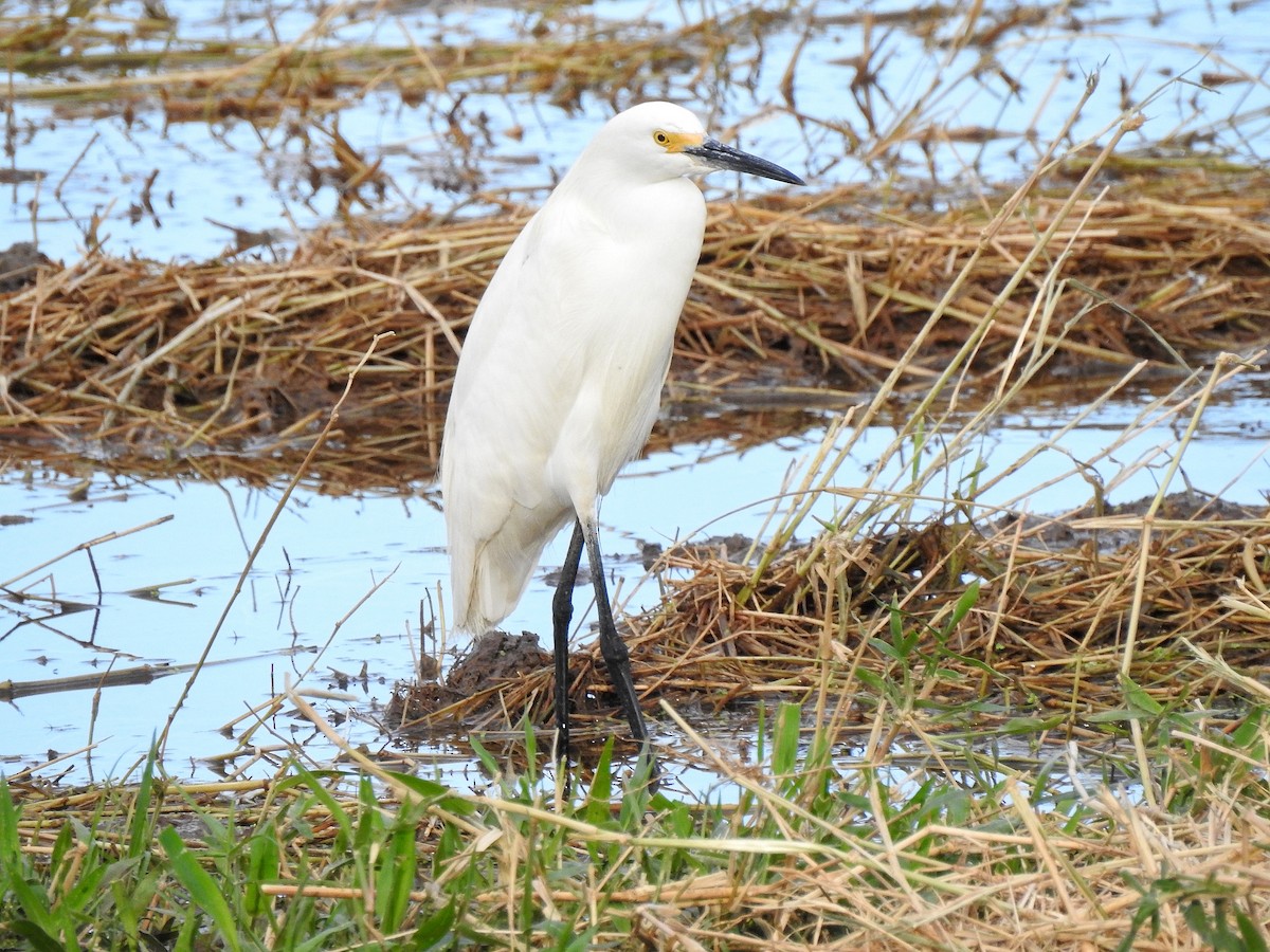 Snowy Egret - ML214272831