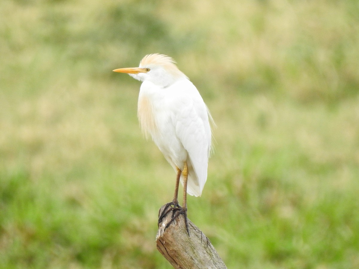 Western Cattle Egret - ML214273211